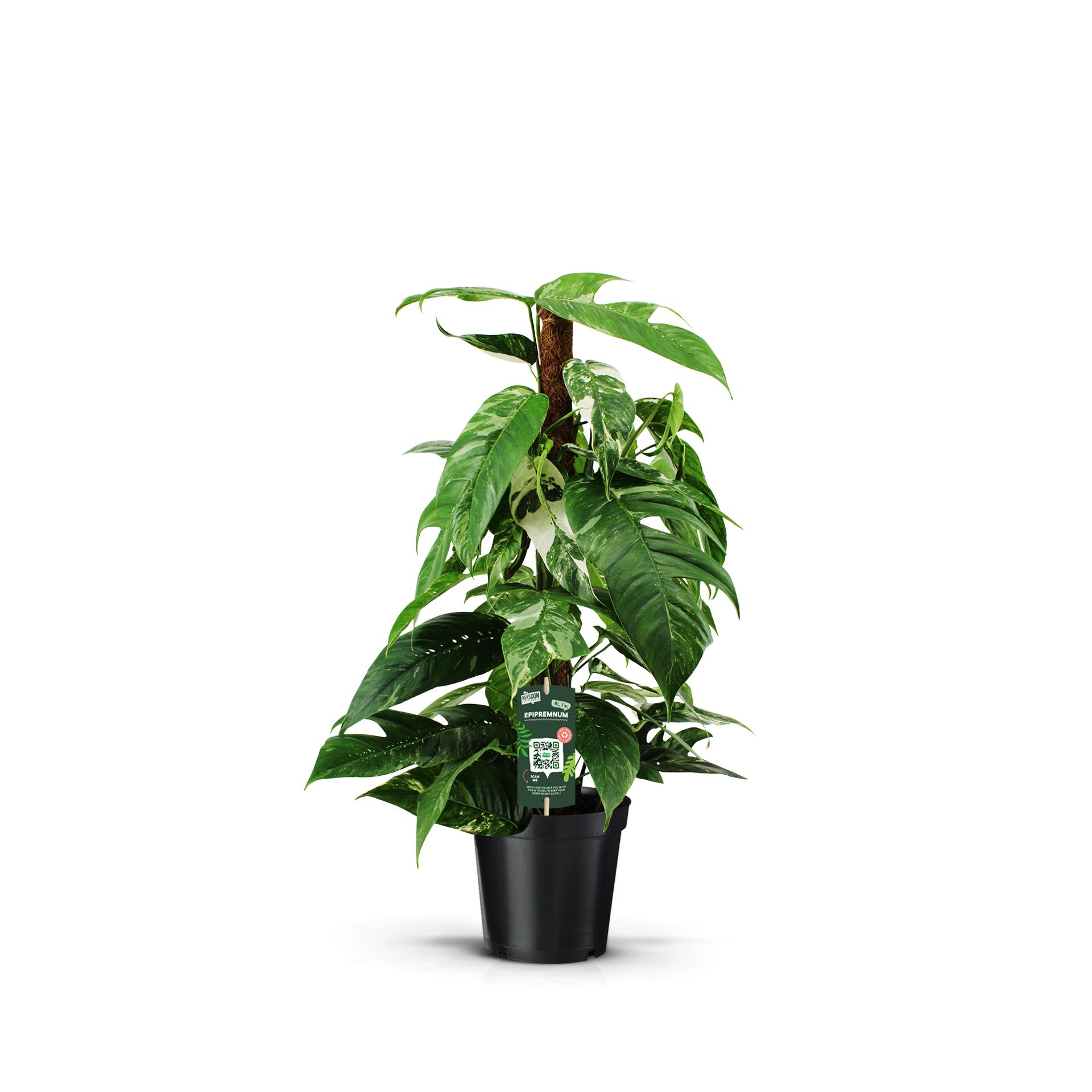 Epipremnum Pinnatum Variegata 80mos, D 19