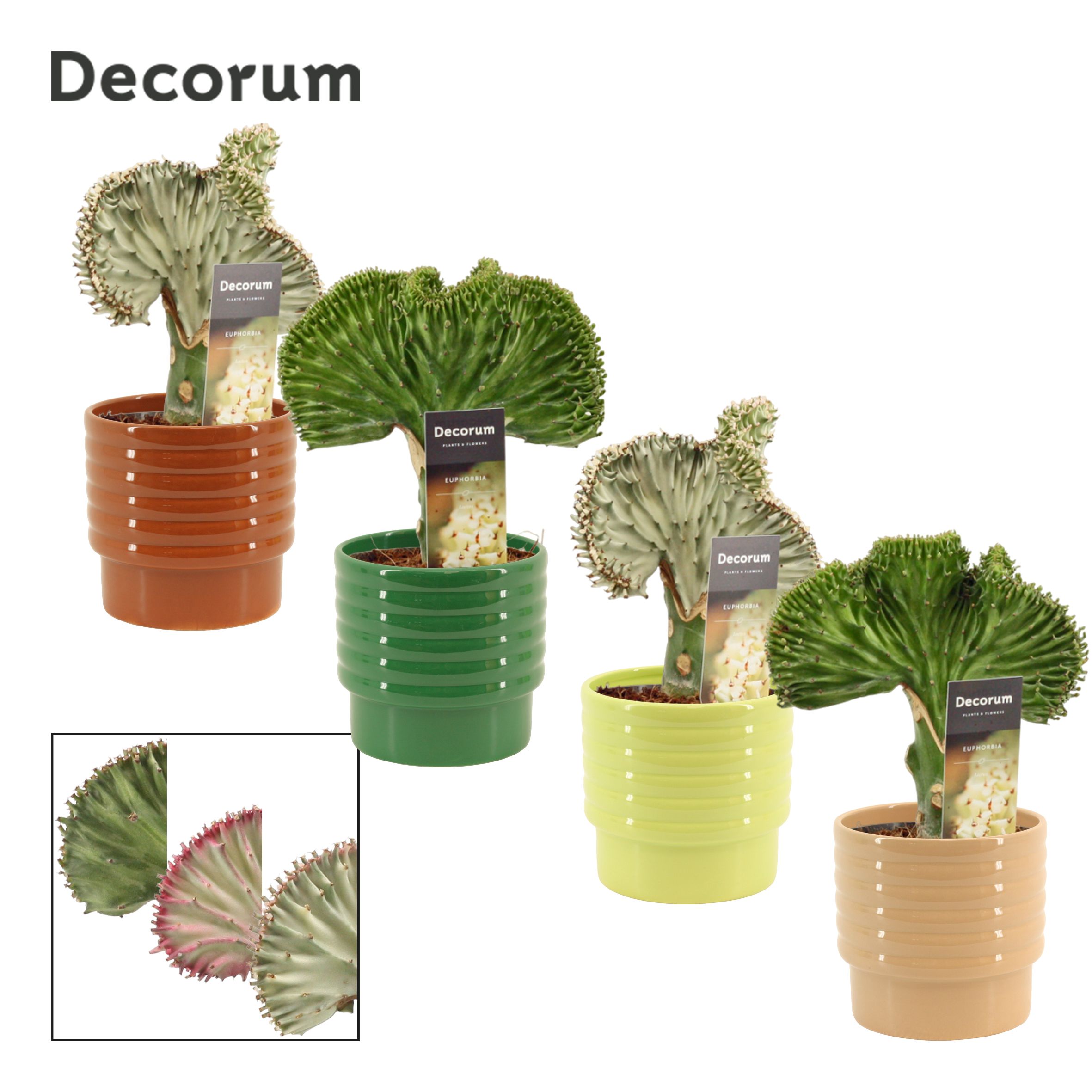 Euphorbia Lactea 12 cm in Naemi (Natural bubble-collection), D 12 cm Euphorbia Lactea 12 cm in Naemi (Natural bubble-collection), D 12 cm