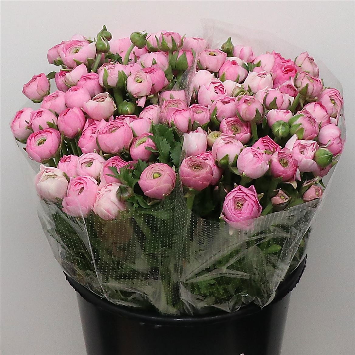 Ранункулус Элеганс Пинк 45, шт.