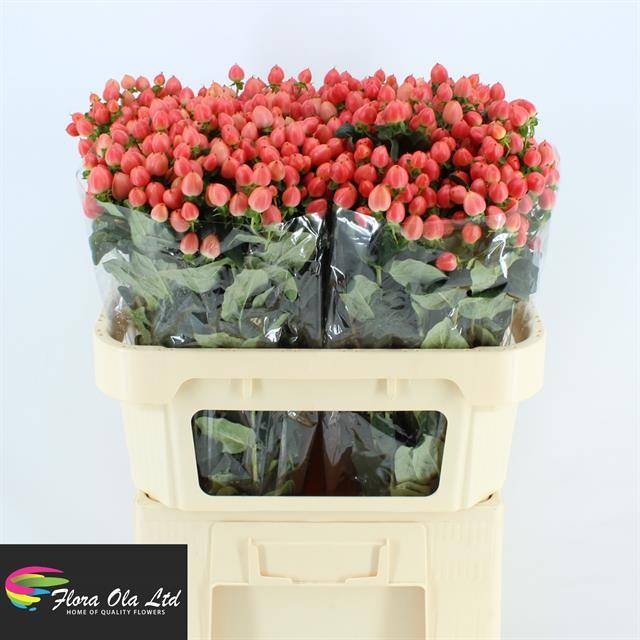 Гипперикум Мэджикал Роял Принцесс 70, шт. Гипперикум Мэджикал Роял Принцесс 70, шт.