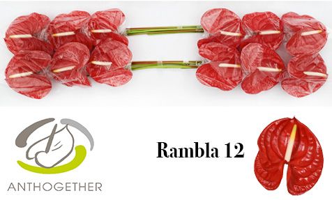 Антуриум Рамбла x12, шт. Антуриум Рамбла x12, шт.