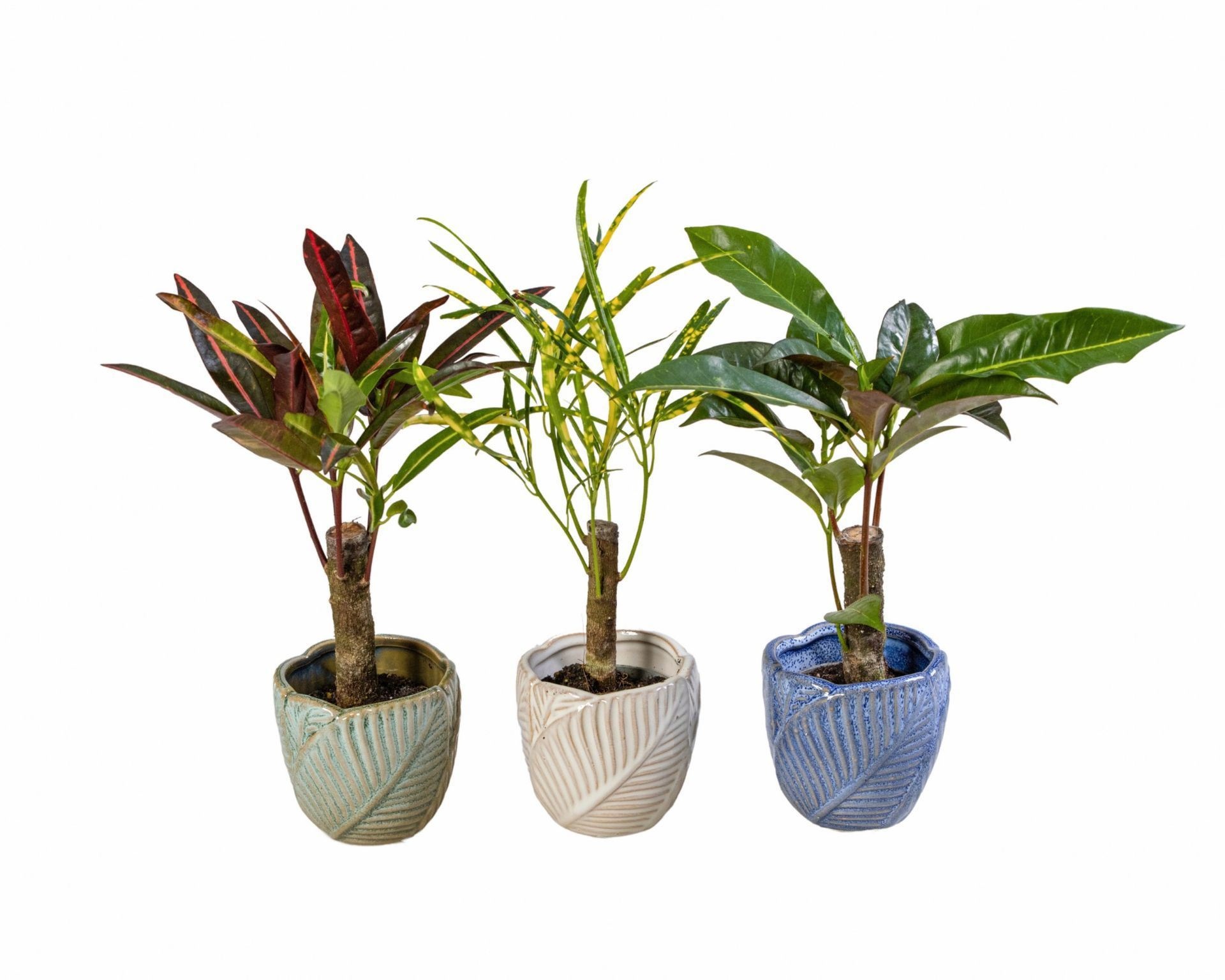 L 66076 With Cane Mix 6 cm, D 6