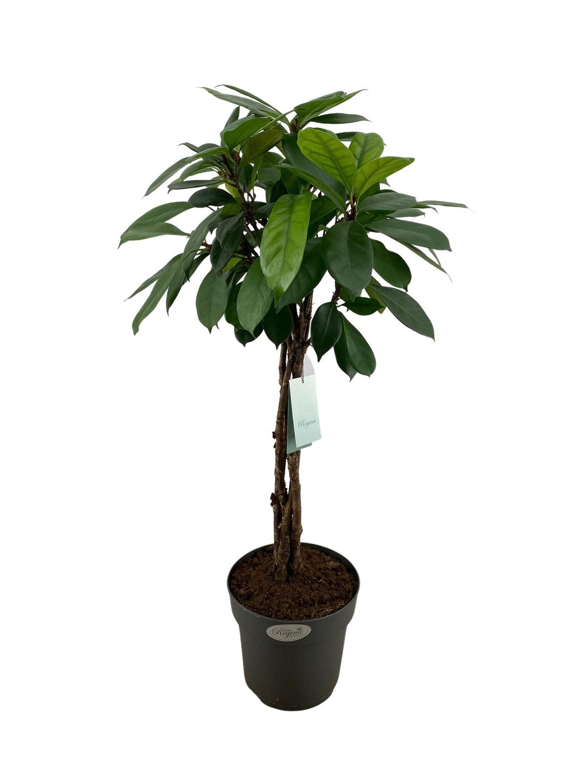 Ficus Cyathistipula gevlochten stam p24, D 24