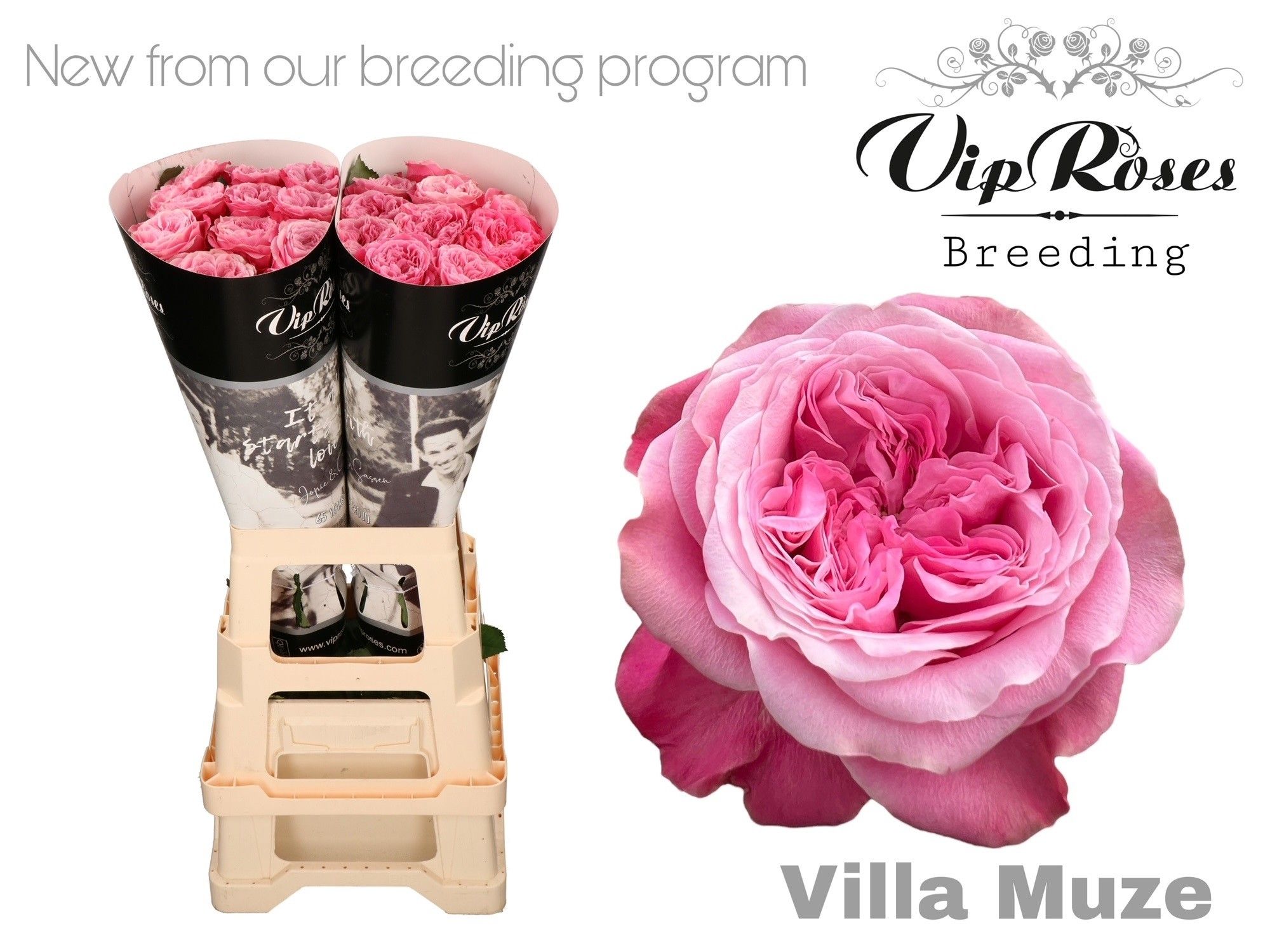 Роза од. Вилла Мьюз 70, шт.