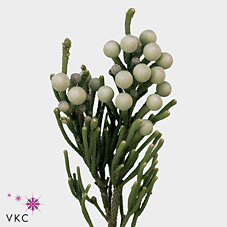 Бруния Лаевис 50 (сер.), шт.