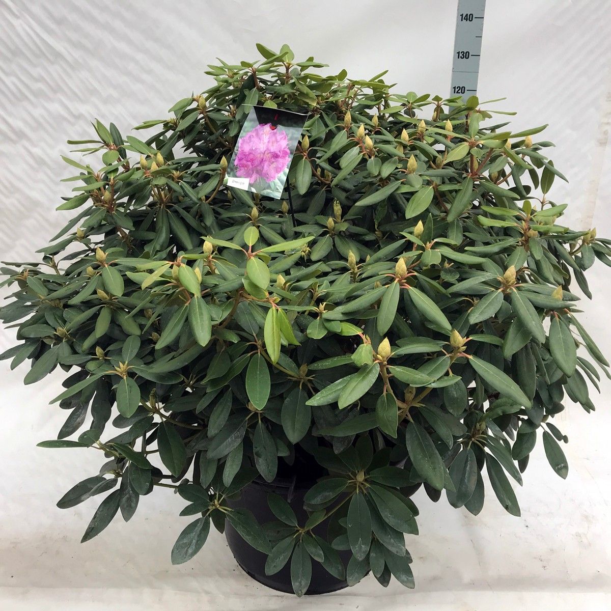 Rhodo. catawbiense 'Boursault' purple, D 62