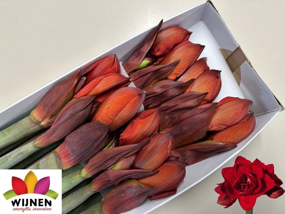 Амарилис Дабл Кинг (красн.) x12, шт.