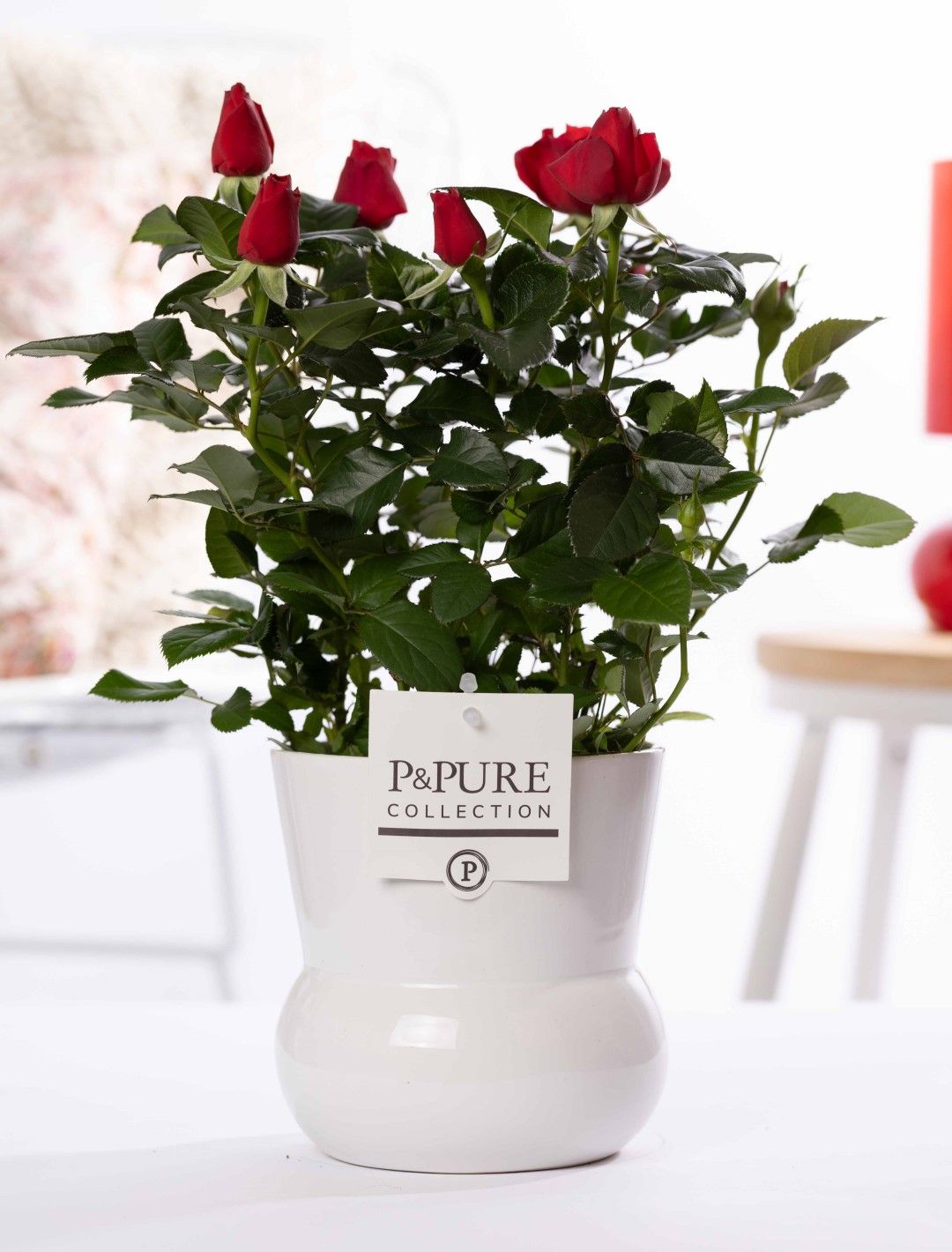 Rosa red in P&PURE Plant Vase Maxima white, D 12