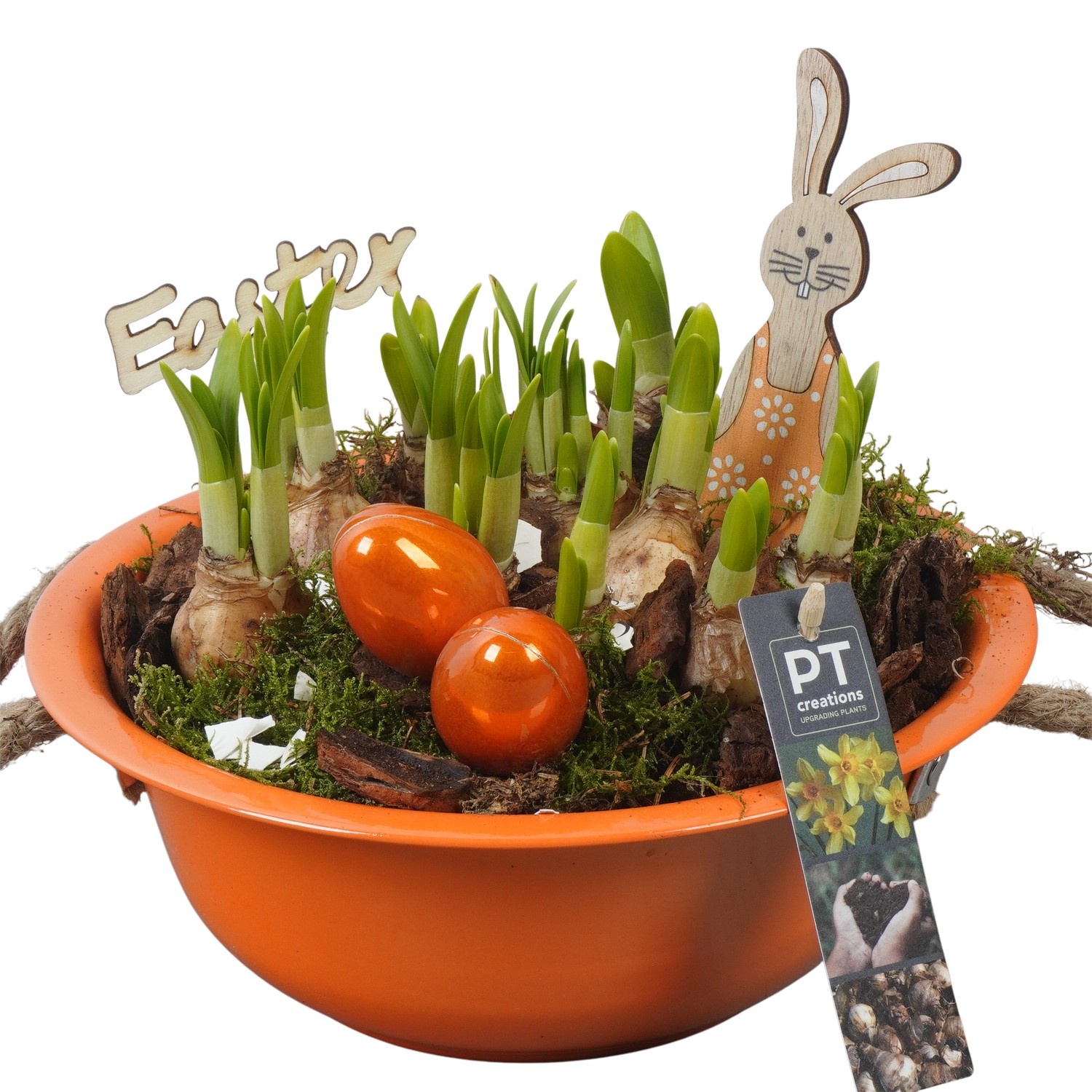 PTNP4411 Arrangement Narcissus Easter in zink schaal, D 24