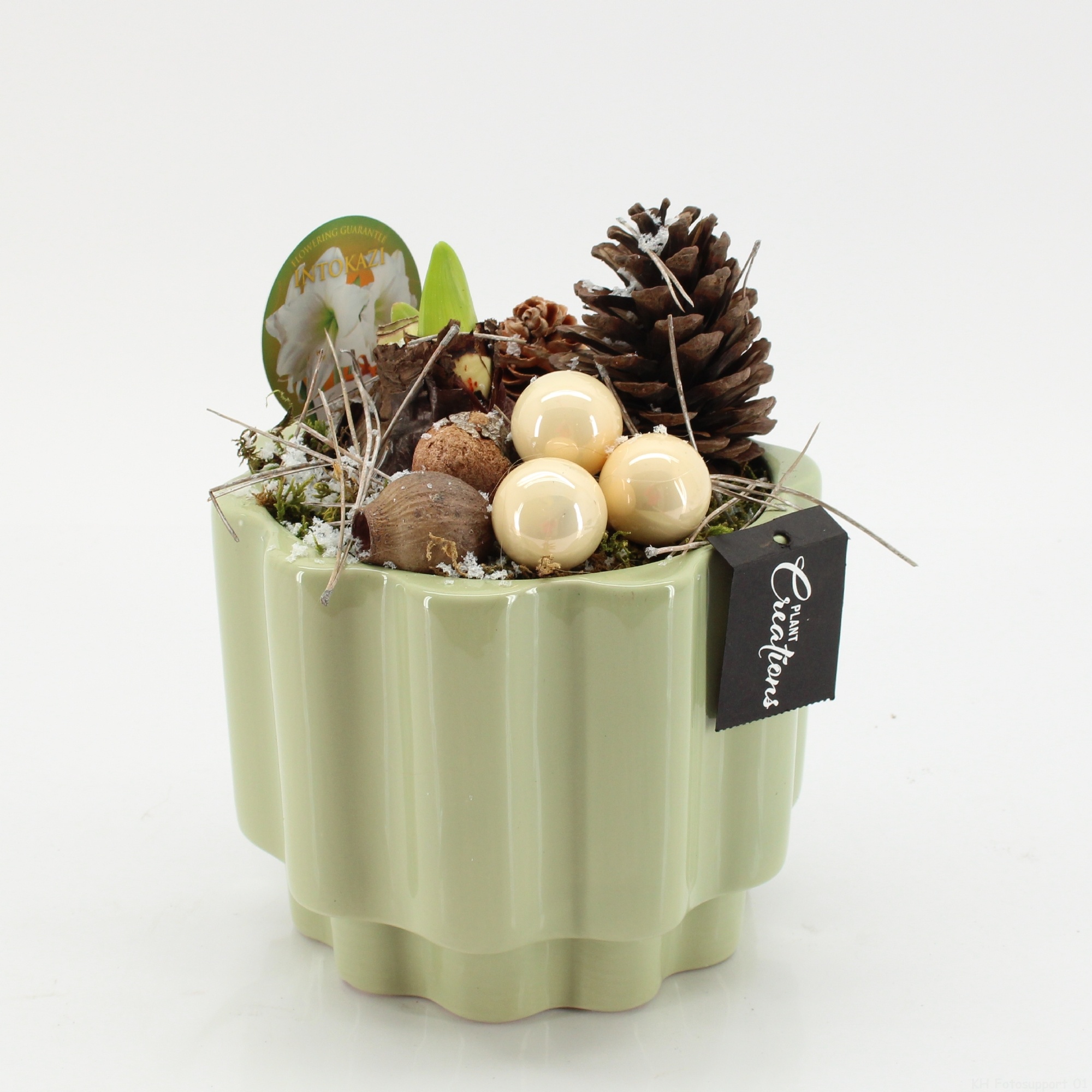 HICR-2534W Kerst Amaryllis, D 17 cm