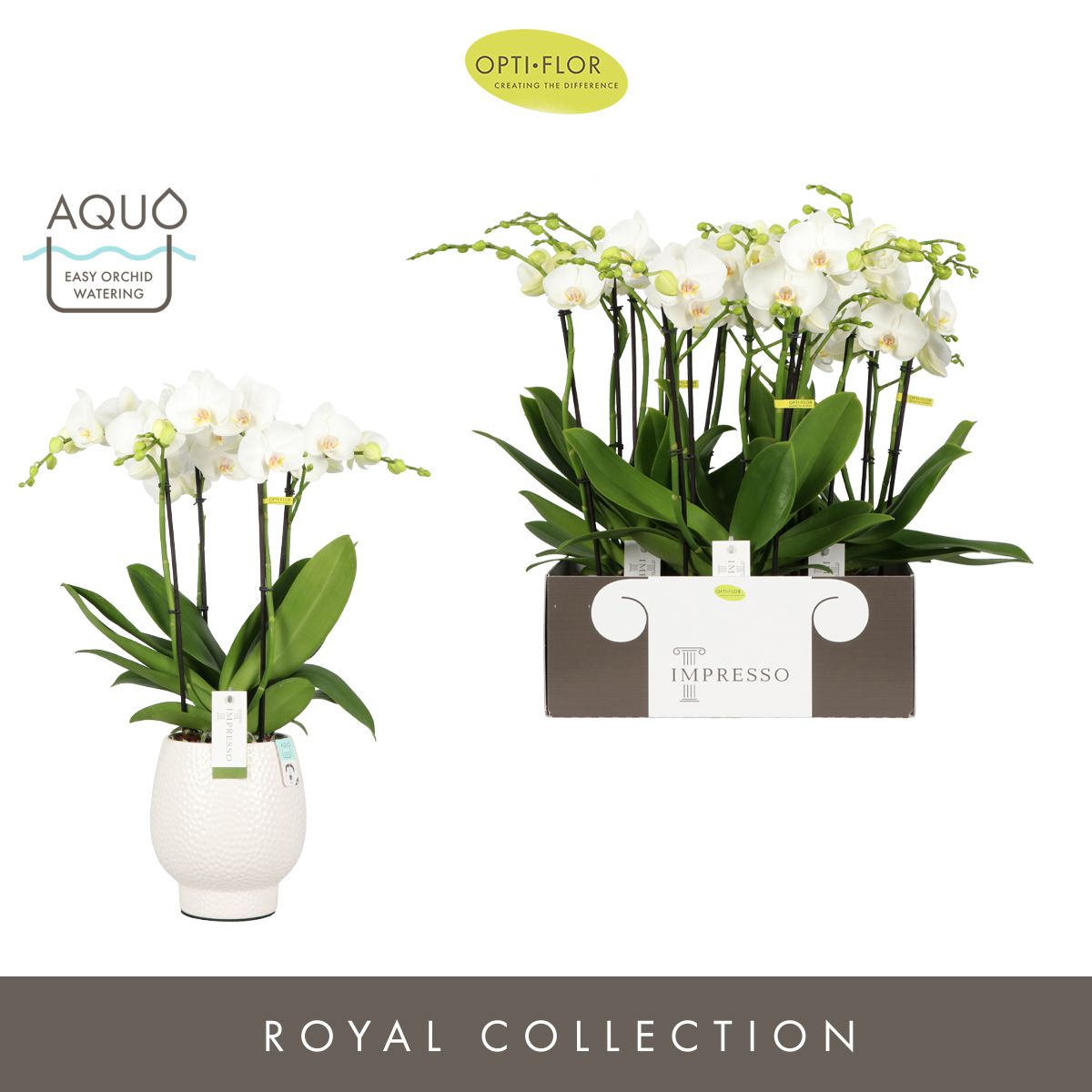 Impresso Mathilde >4 spike in Abruzzo White Aquo, D 15 cm