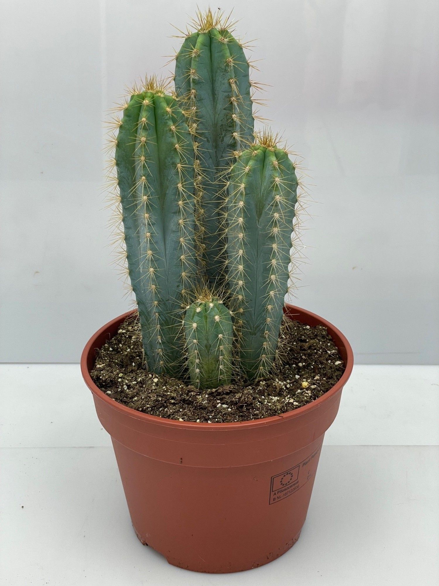 241 Pilocereus Azureus 17, D 17