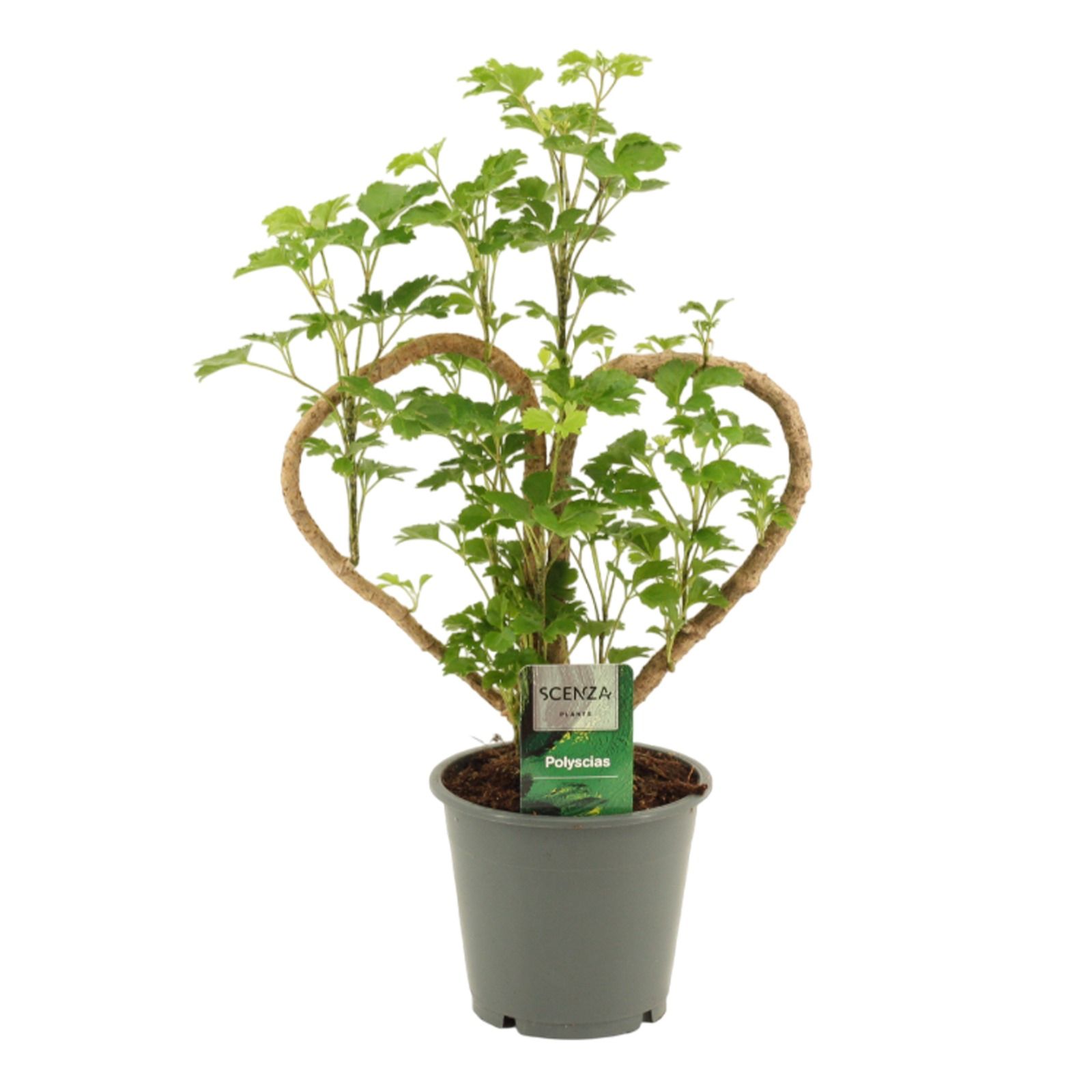 Polyscias Hart 12 cm, D 12