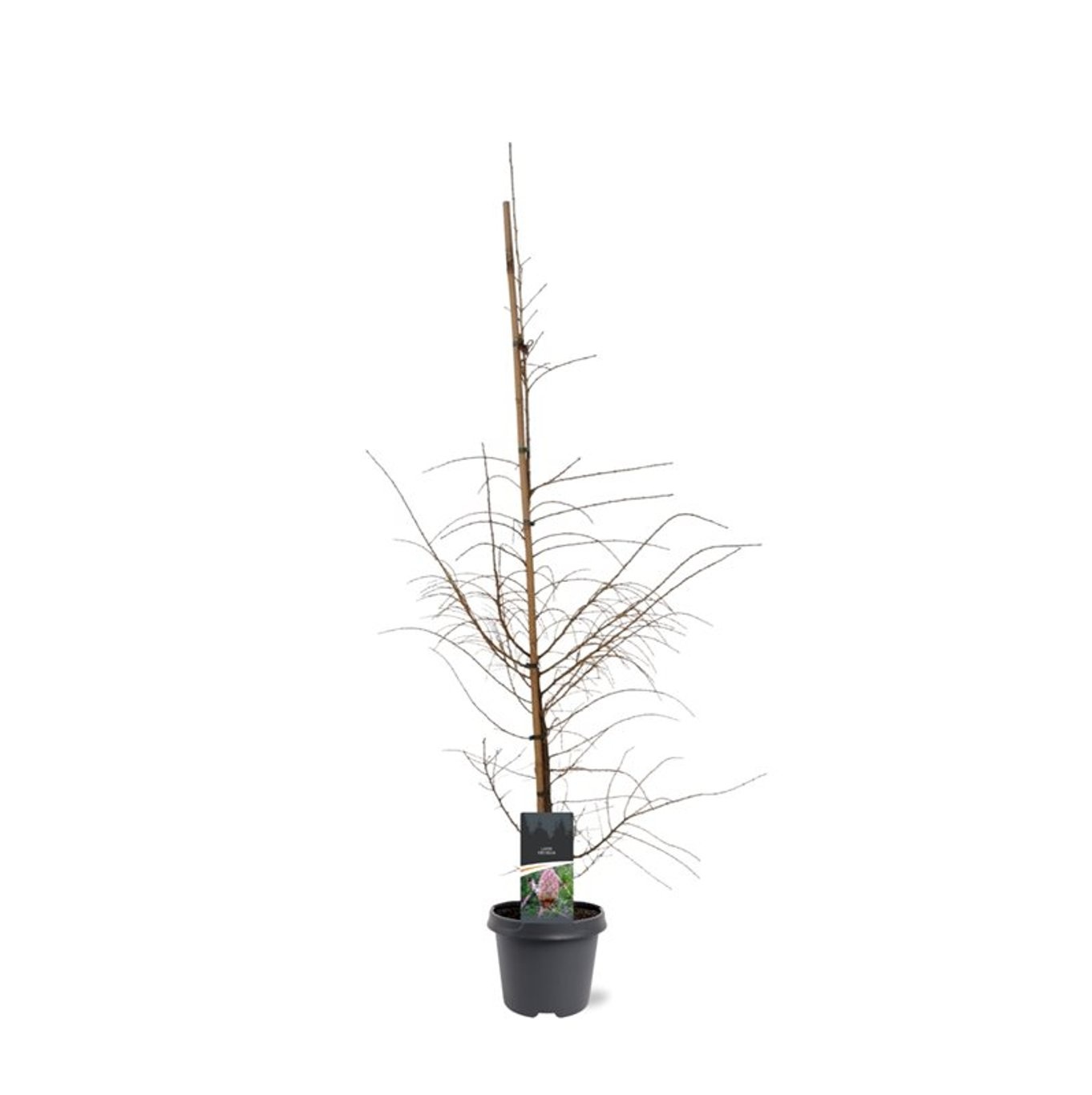 Larix decidua, D 23 cm