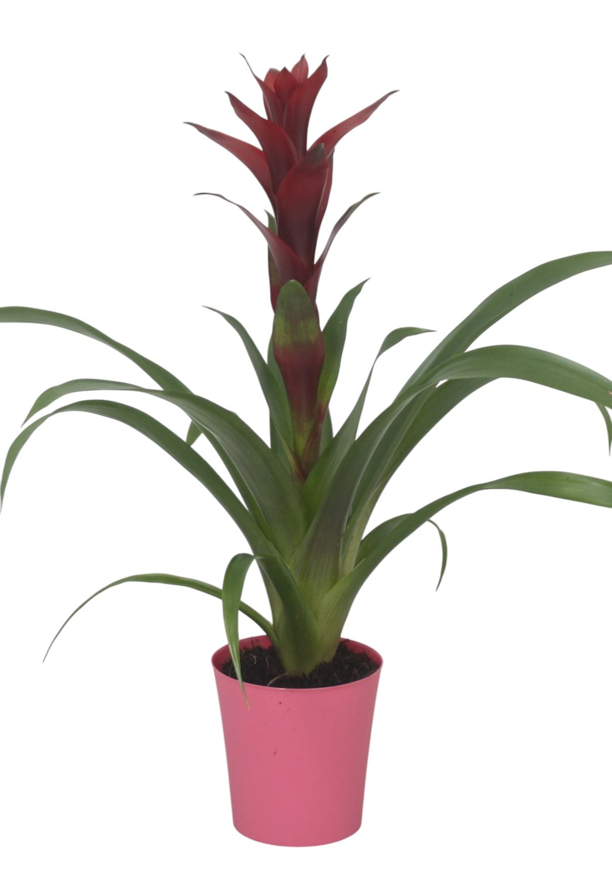 Guzmania switch in roze plastic pot, D 11