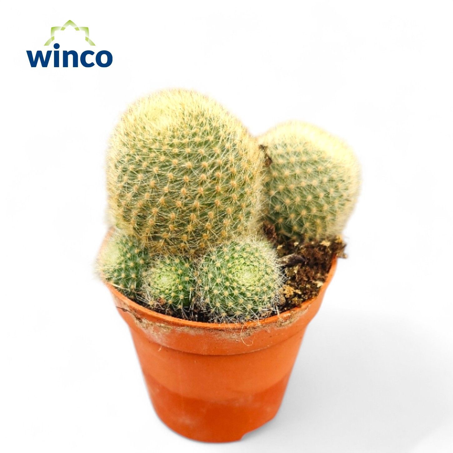 Rebutia LIma Naranja, D 5,5