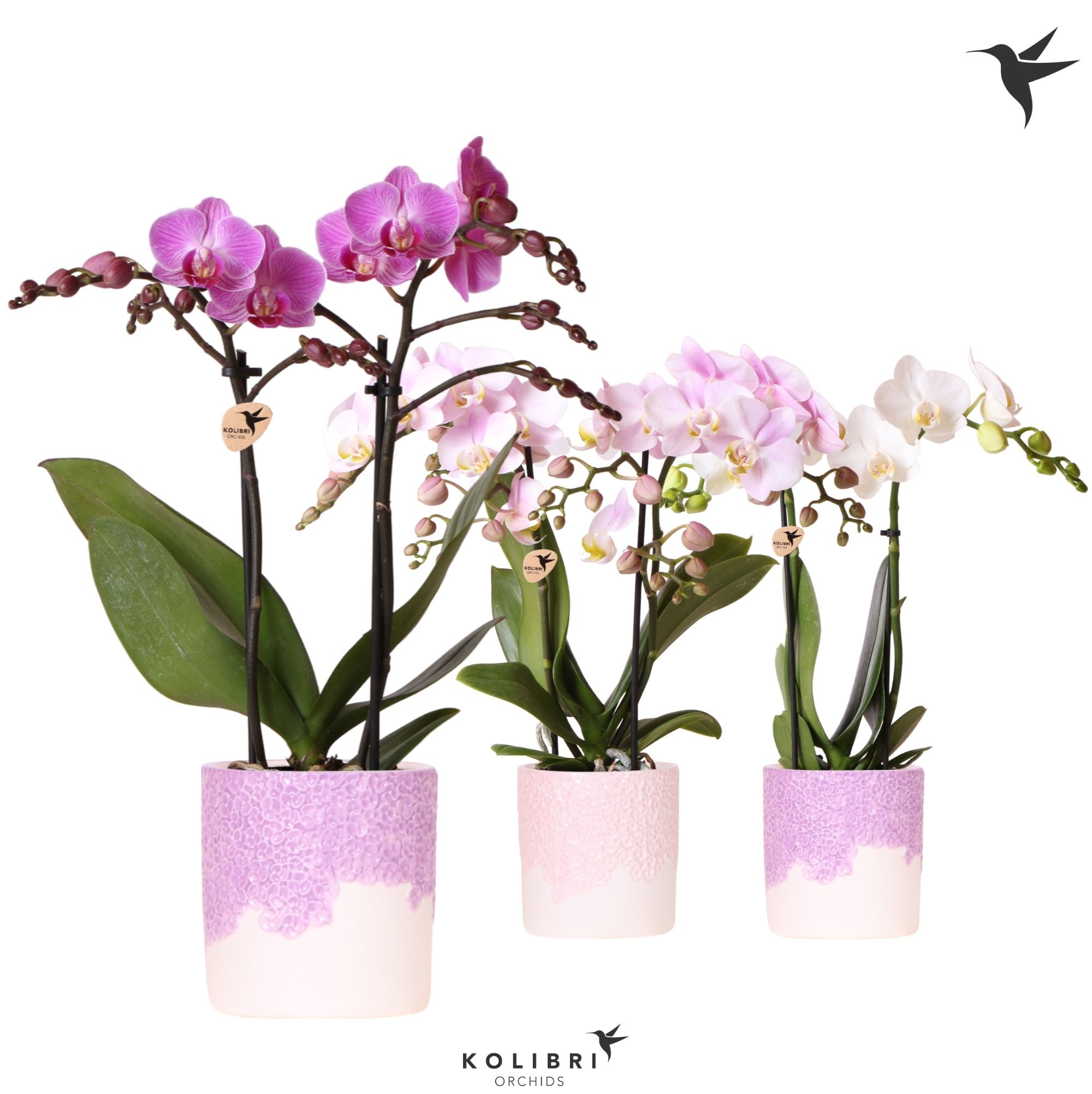 Kolibri Orchids Phalaenopsis mix 2 spike in Bloom pot lila mix, D 9