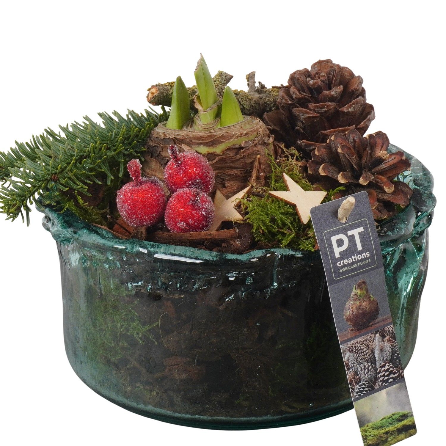 PTACH5940 Arrangement Amaryllis Christmas in glas schaal, D 18 cm