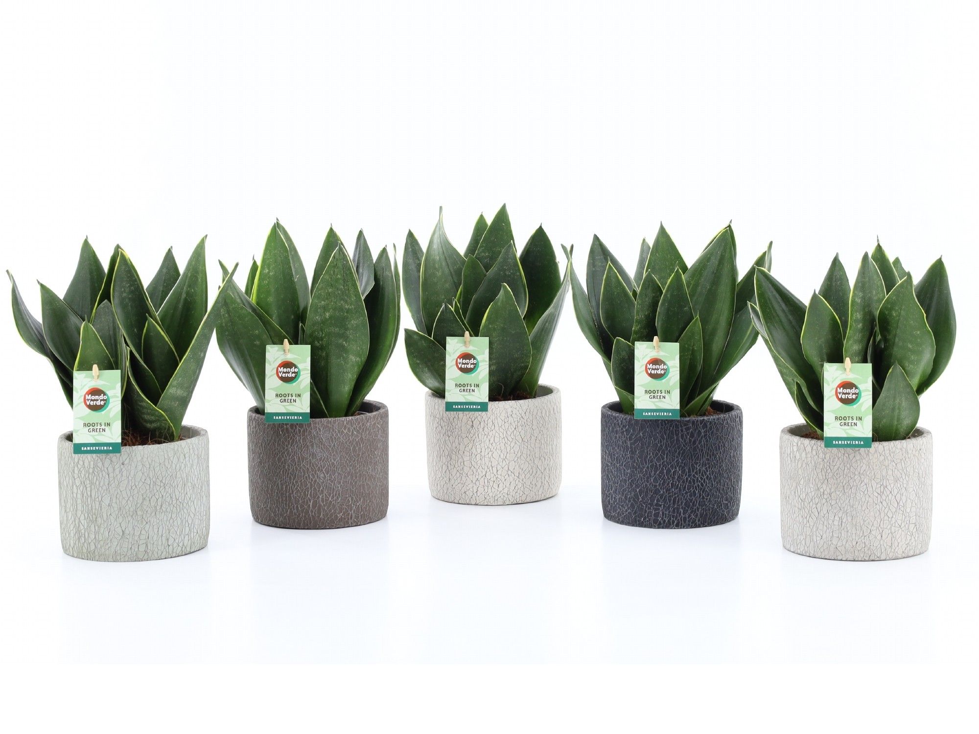 Sansevieria Black Diamond in Classic Stone, D 14