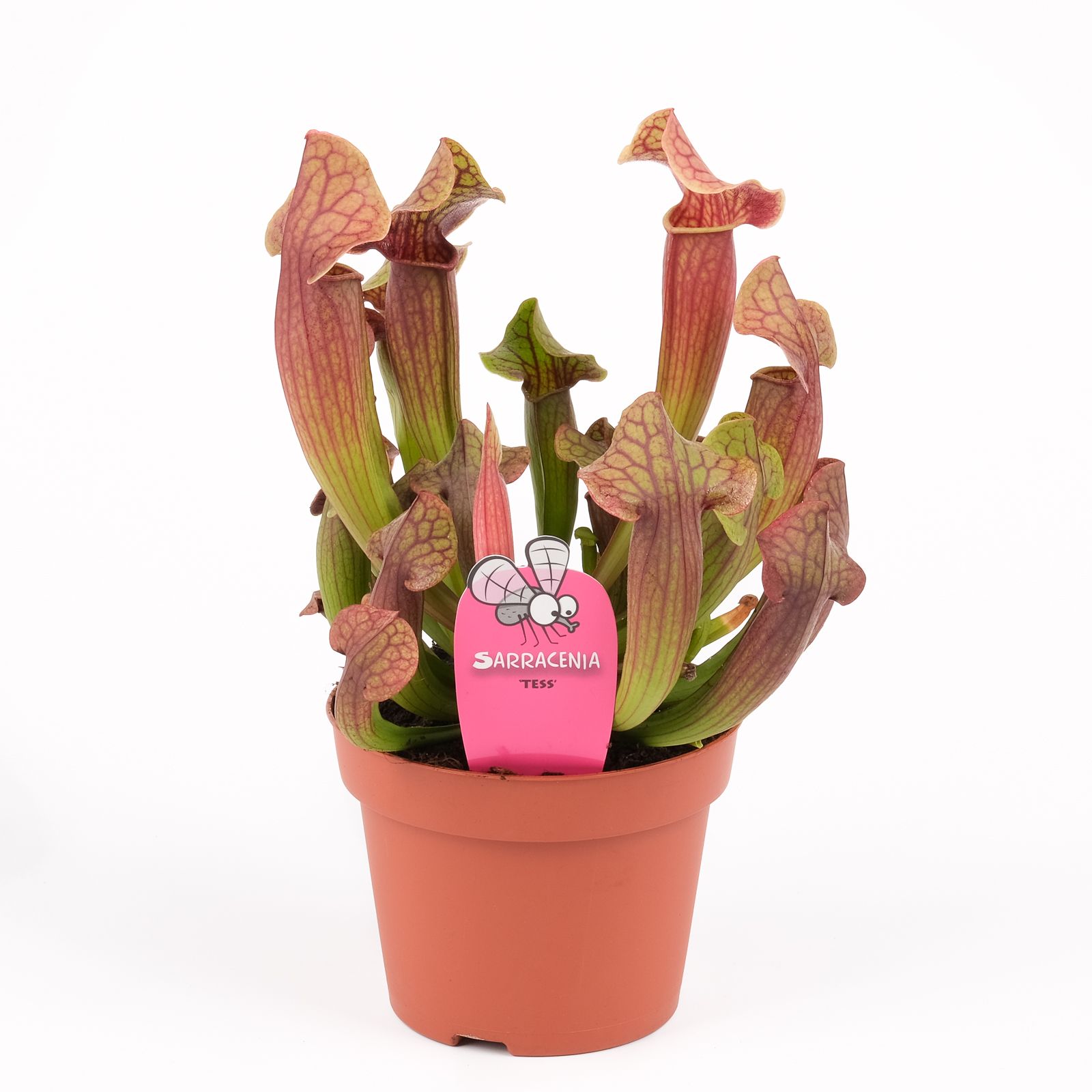 Sarracenia 'Tess', D 12