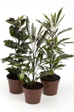 DIZYGOTHECA ELEGANTISSIMA 'Mix', D 6