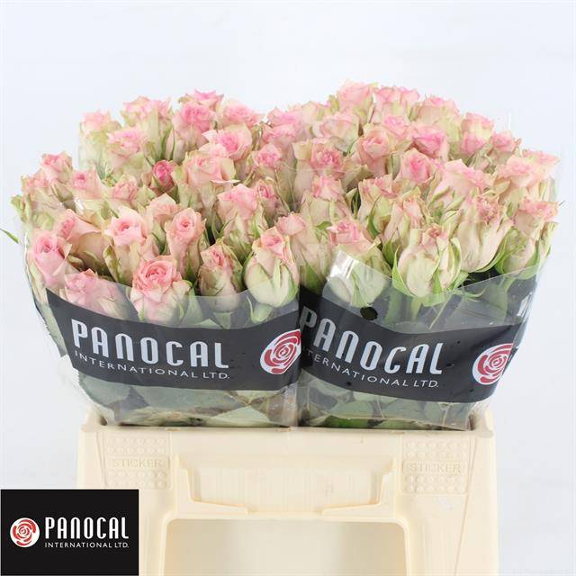 Роза од. Судоку 40, шт.