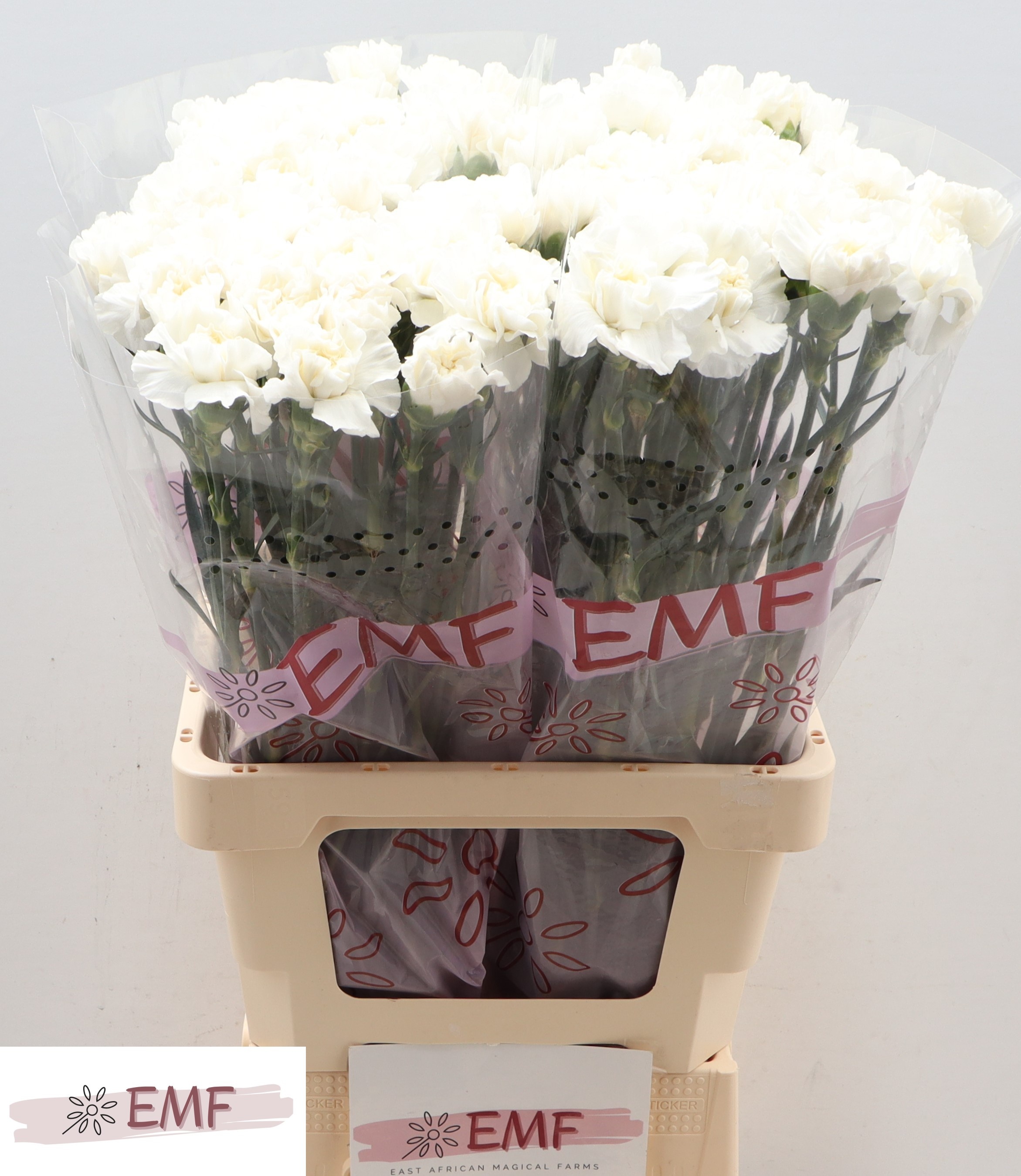 Диантус од. Эверест, шт.