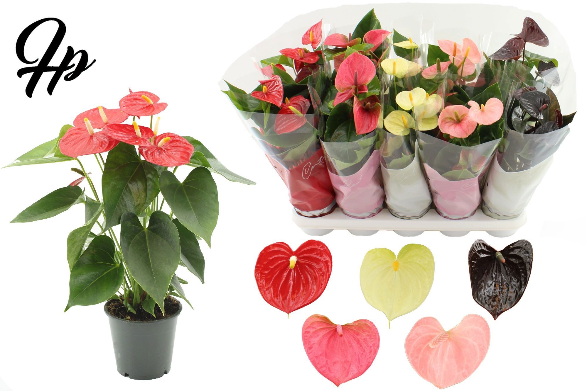 Anthurium 12 cm 5 color Specialty mix in Couture sleeve, D 12