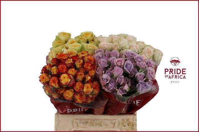 Роза куст. Микс в баке 40, шт. Роза куст. Микс в баке 40, шт.