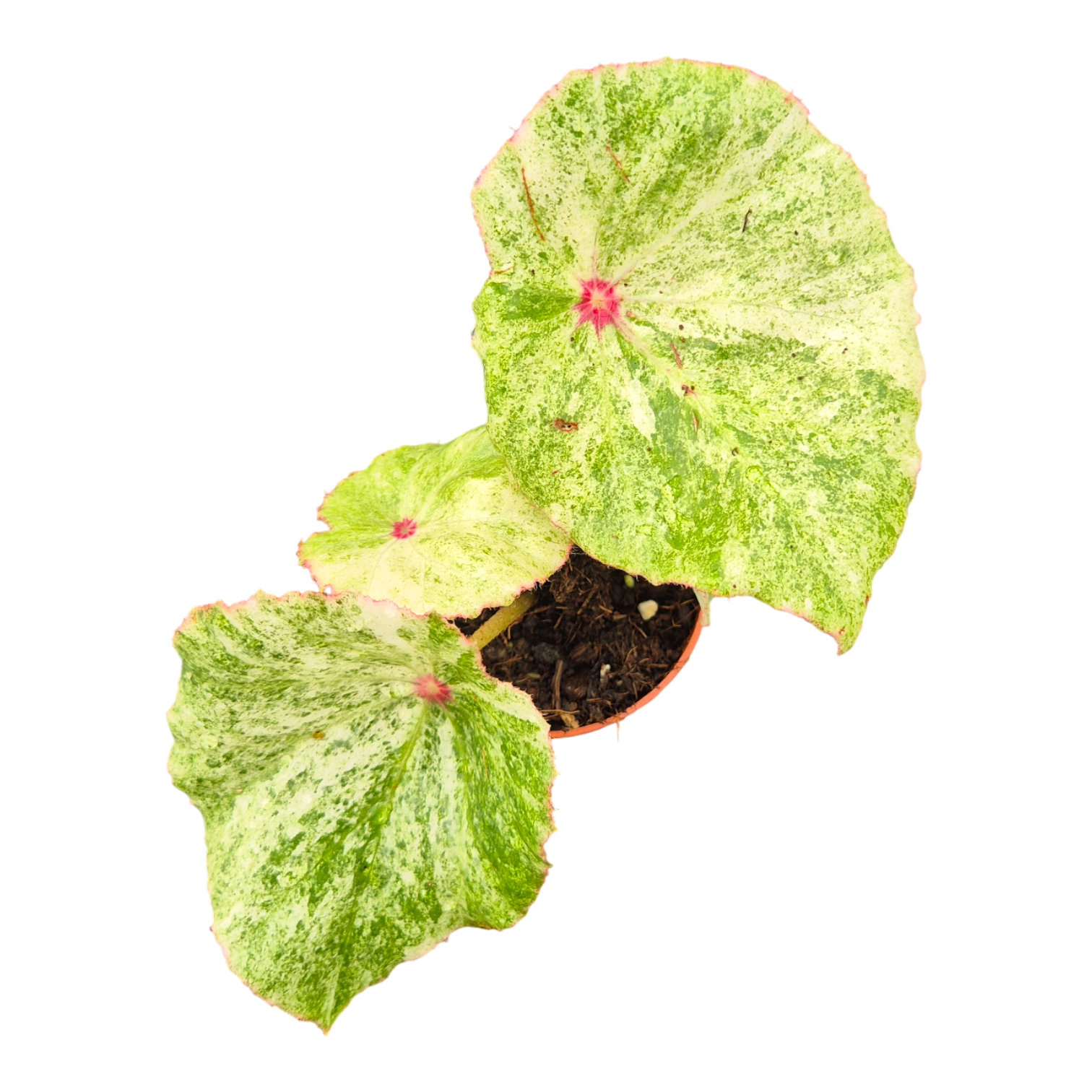 Begonia Rouge Variegata, D 7