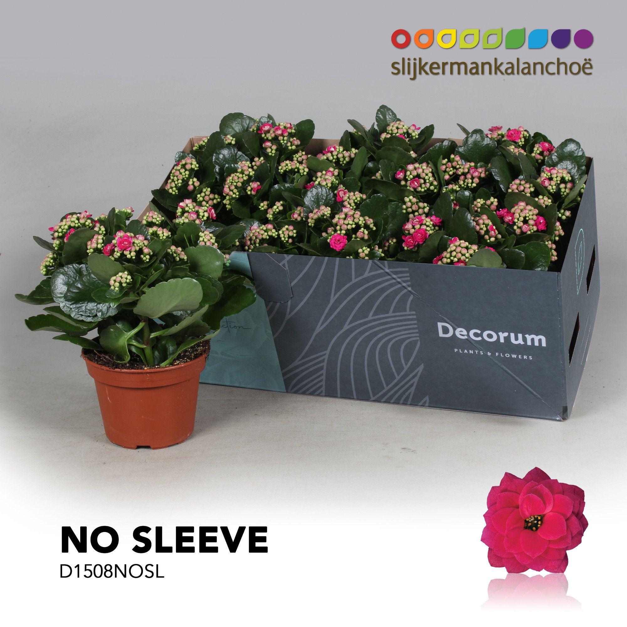 Kalanchoe No Sleeve - Purple, D 15 cm