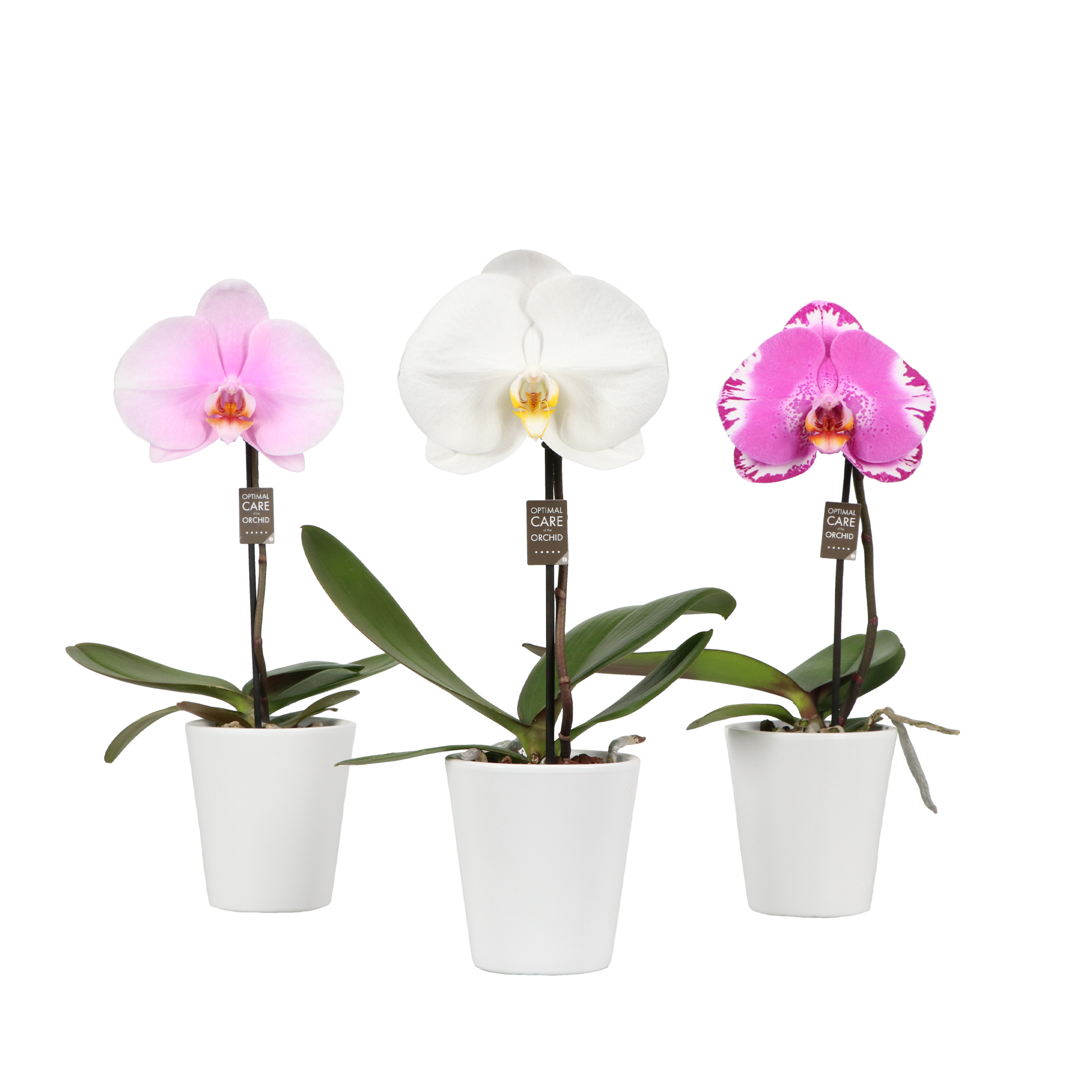 One P9 Mix 1 spike in Donna White, D 9 cm