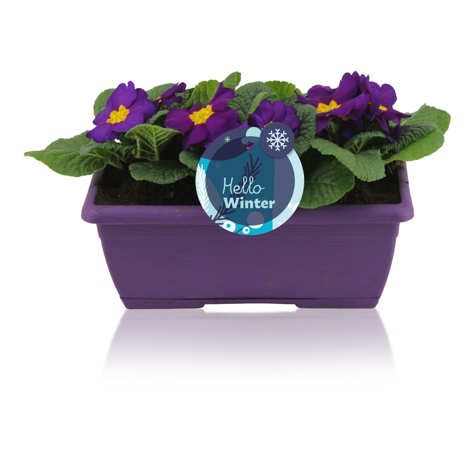 Primula Acaulis in Paars Duobakje, D 25