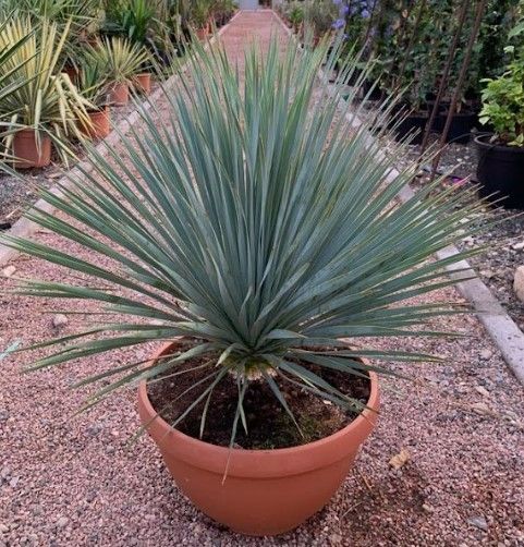 Yucca rostrata Tarrina 40cm/23L, D 40