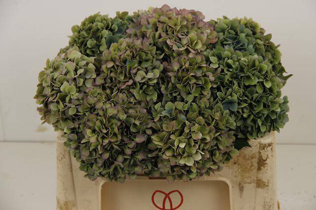 Гортензия Хильде Мурхов Классик 50, шт.