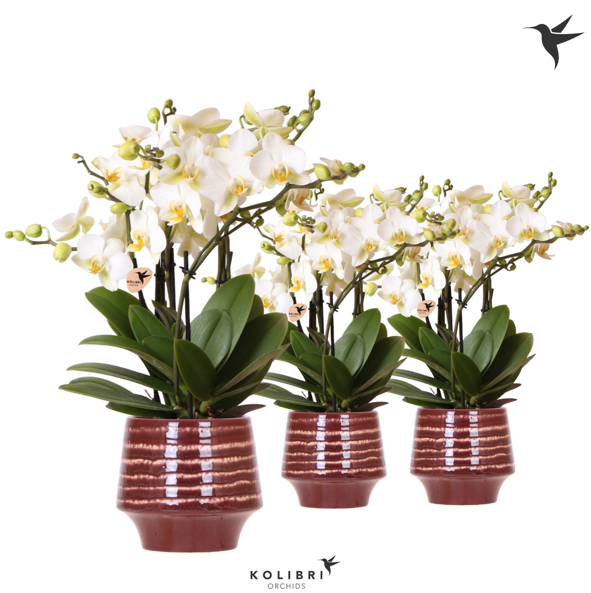 Kolibri Orchids Phalaenopsis Blossom Lausanne 6 spike in Moonstone pot red, D 12