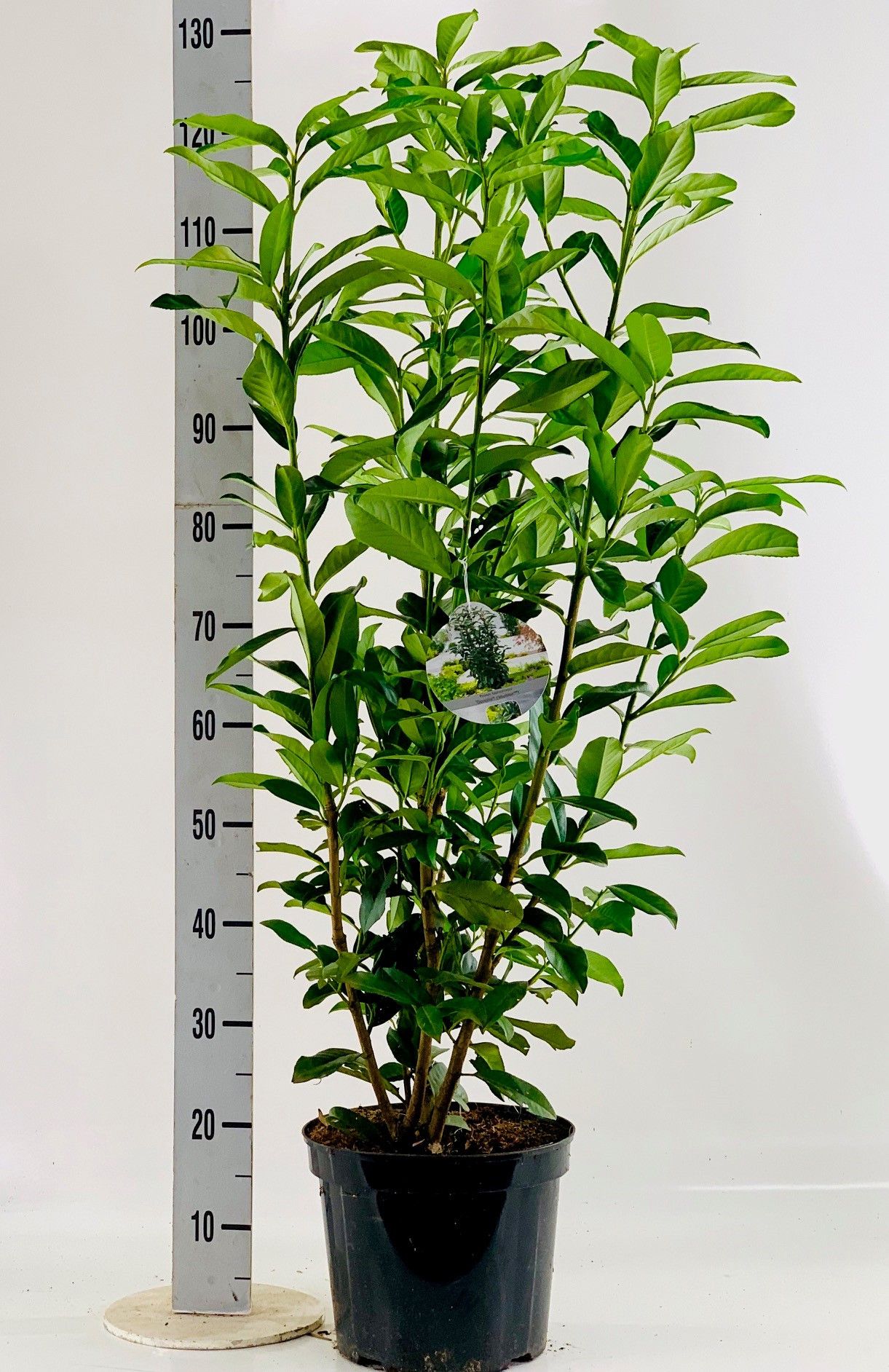Prunus laur. 'Genolia'® 80-100cm, D 26
