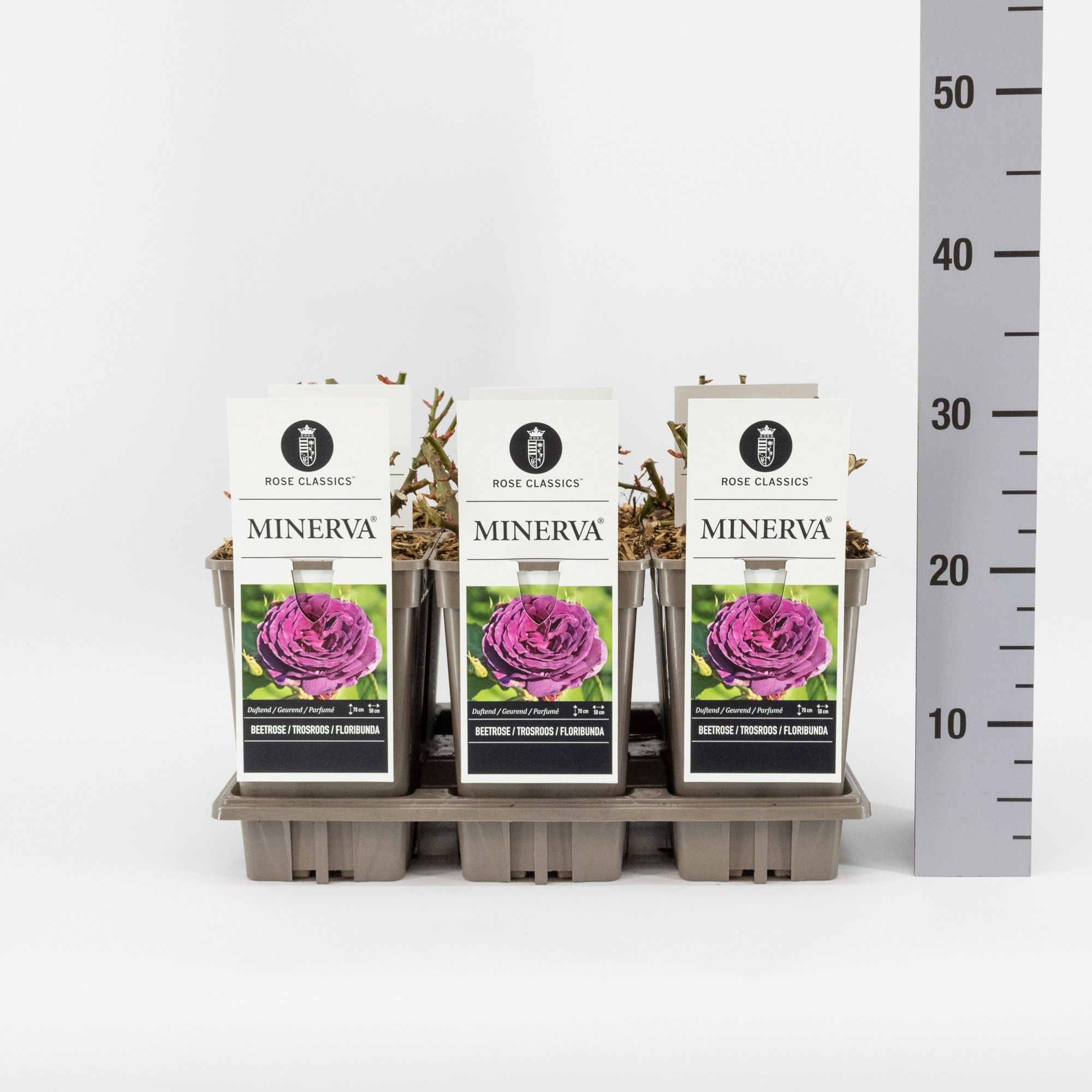 Rosa (F) Minerva ®, C3, D 17