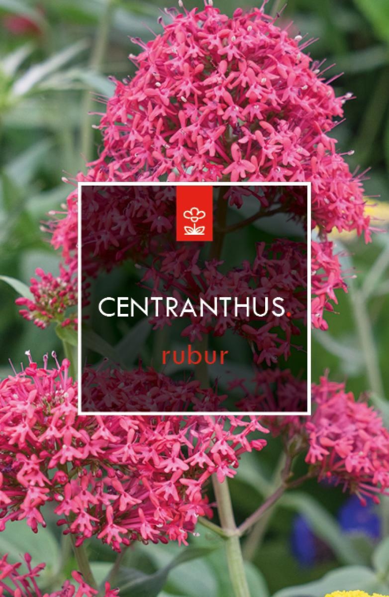 Centranthus ruber 'Coccineus', D 17