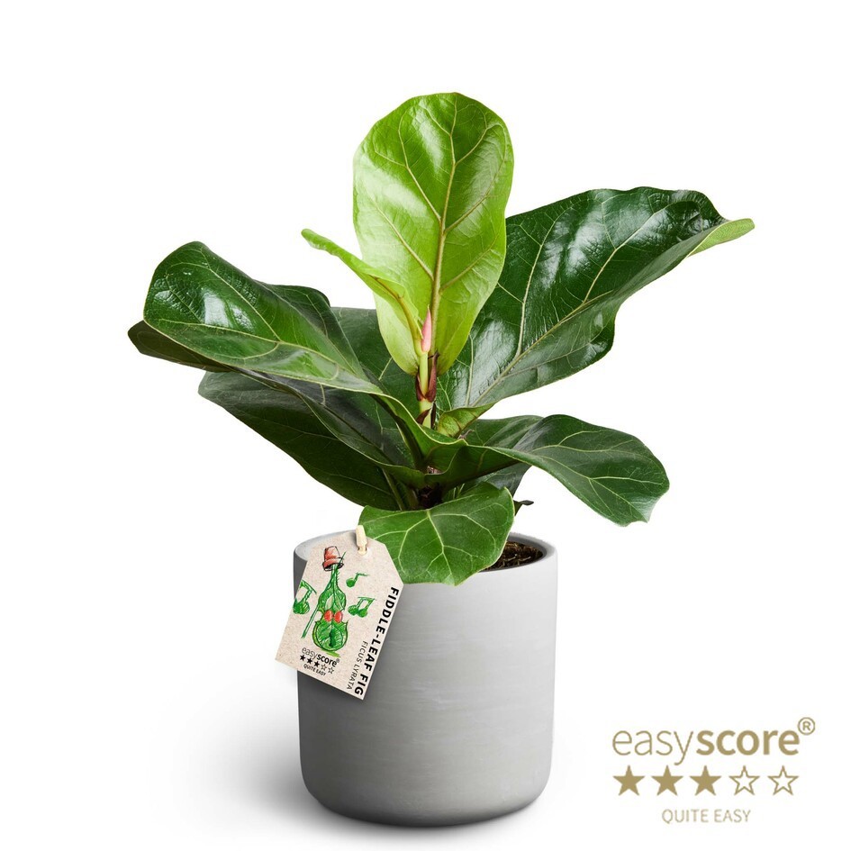 FICUS LYRATA 41121054 Raw Grey Lyrata, D 12 cm