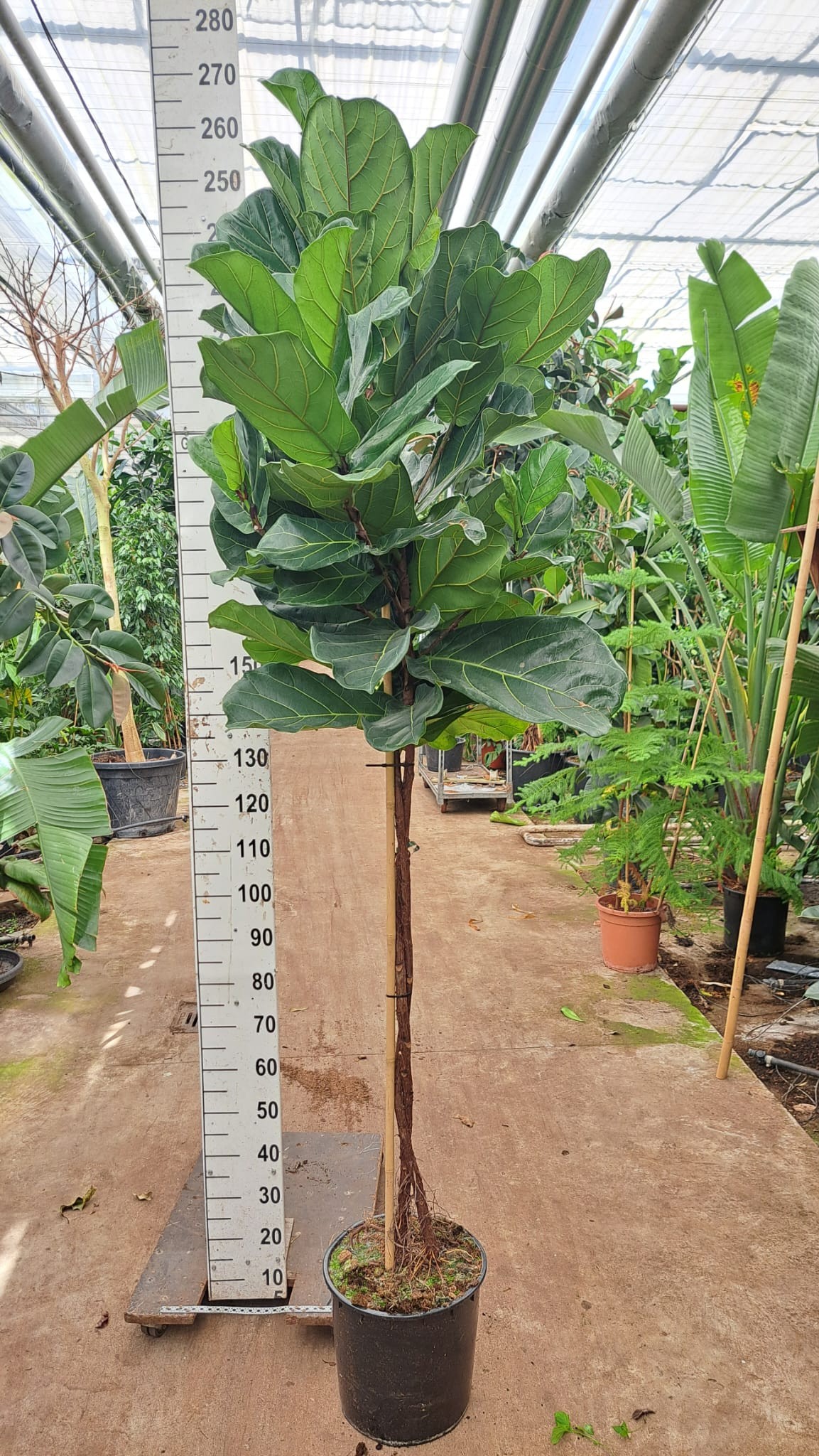 Ficus Lyrata multistam 250, D 30