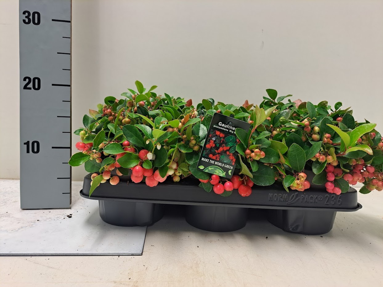 Gaultheria procumbens Big Berry - P13, D 13 cm