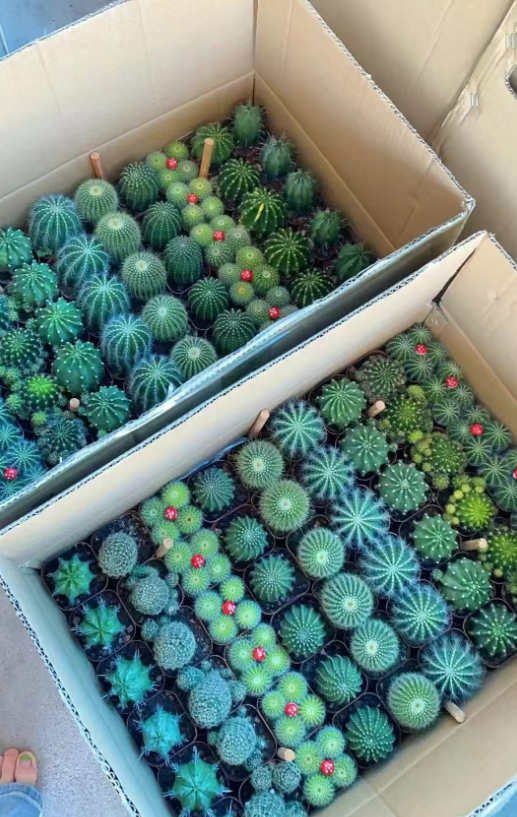 Кактус микс 7 13 7 9