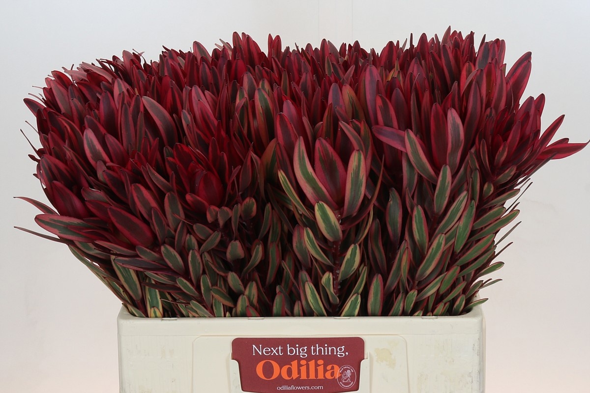 Леукадендрон Джестер 60, шт.