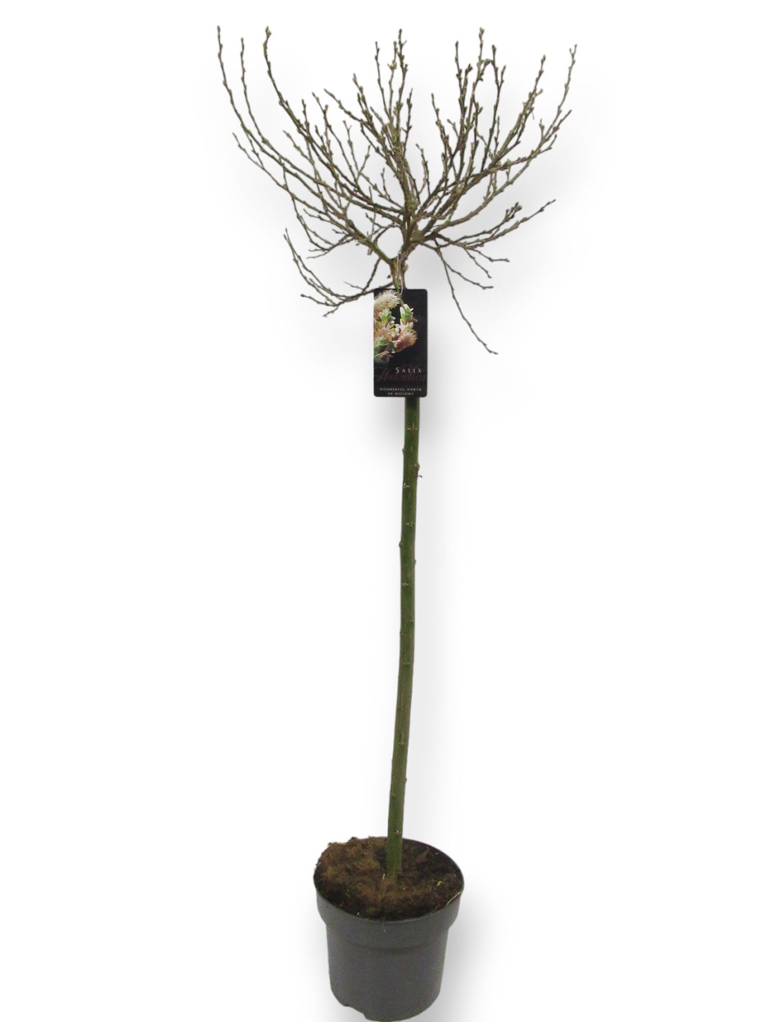 Salix Helvetica 80cm stam C5/P23, D 23