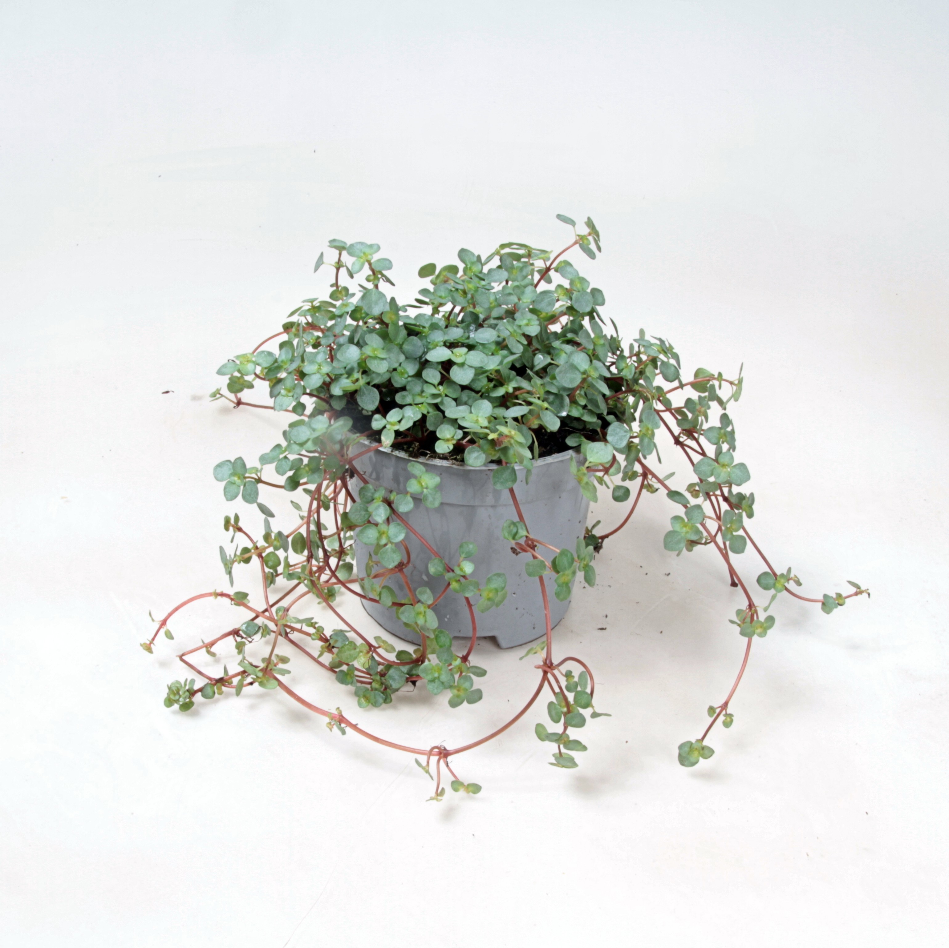 Pilea Greyzy, D 9 cm Pilea Greyzy, D 9 cm