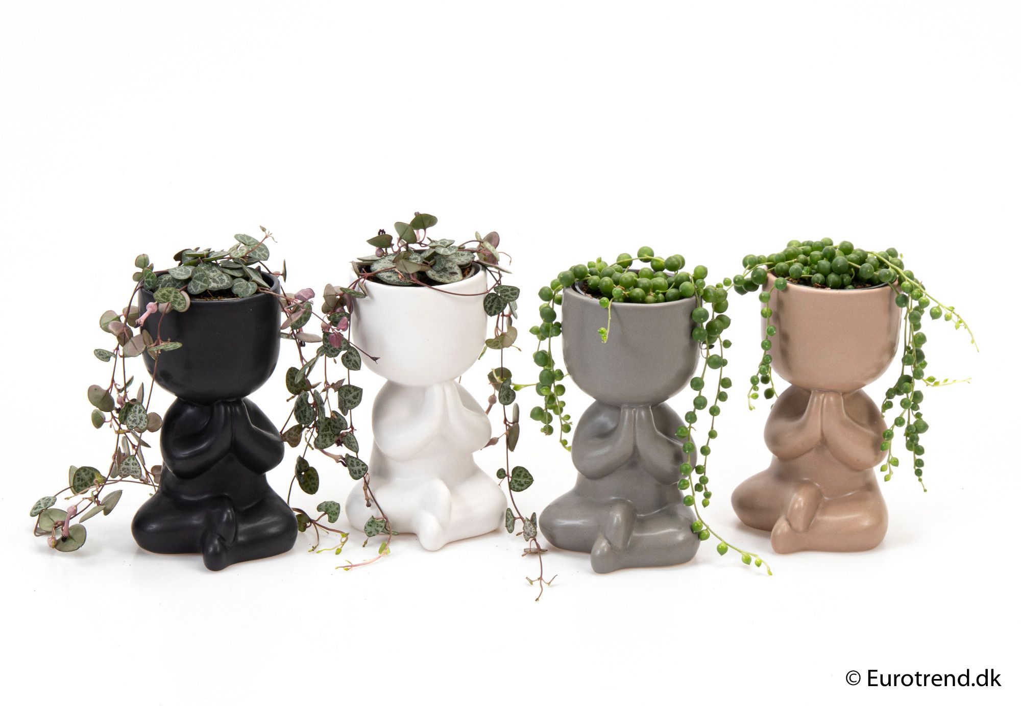 Ceropegia & Senecio mix in prayer ceramic - New Look 2025, D 6