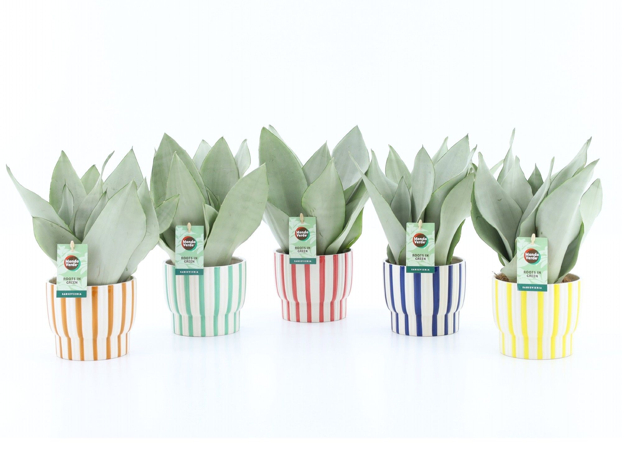 Sanseviera Moonshine in Pastel Stripe keramiek, D 13