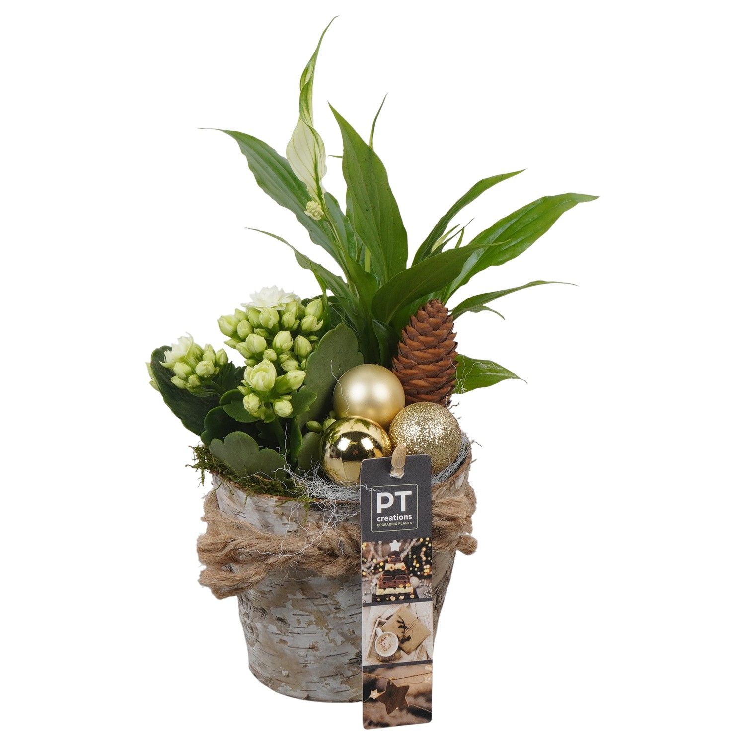 PTCHG5673 Arrangement Christmas Gold in houten pot, D 11 cm