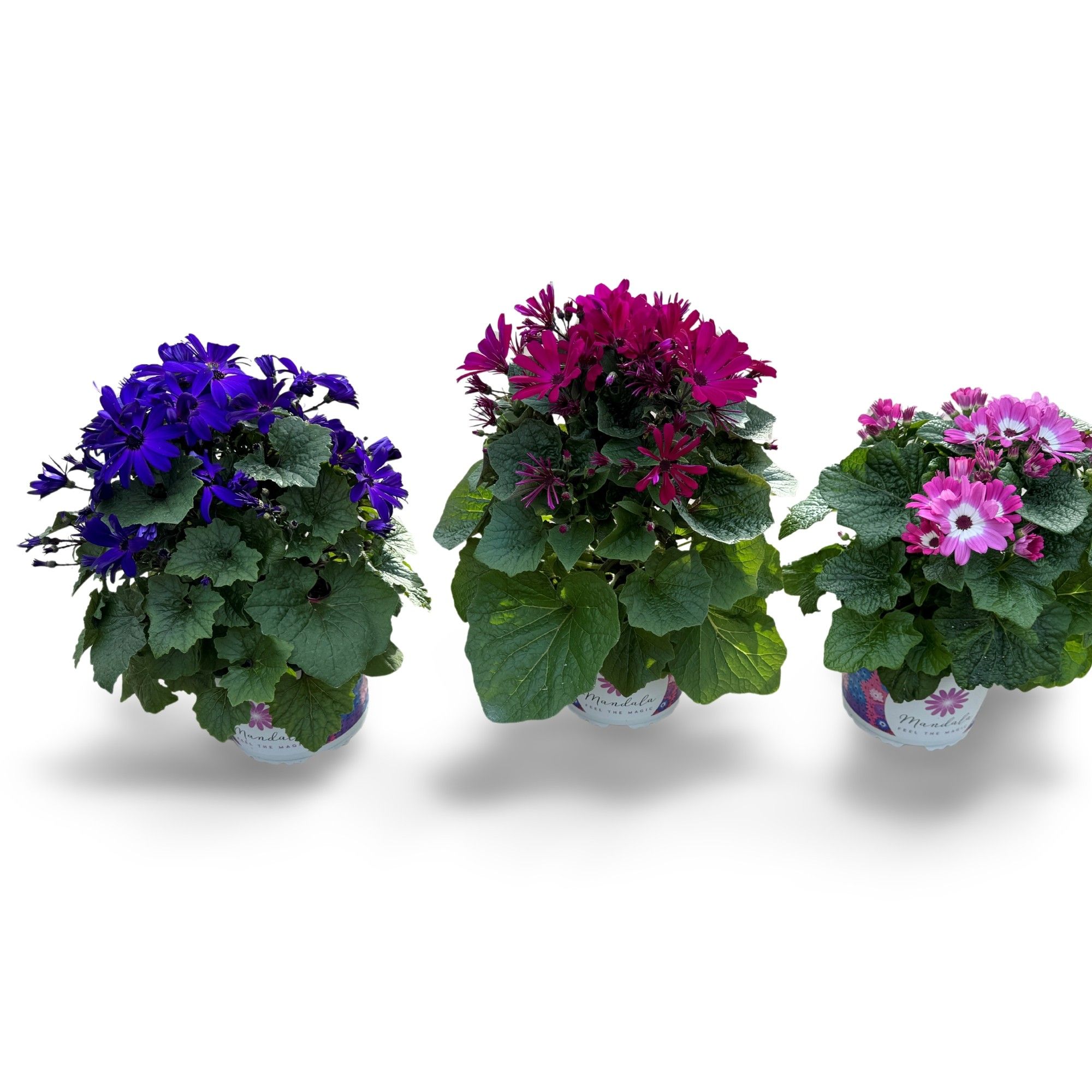 Senetti Mix 15 CM, D 15